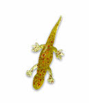 5.30" Salamander