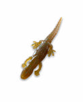 5.30" Salamander